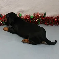 AKC Heidi's Female Puppy 3, a female Dachshund for sale in Mount Olive, NC – Photo 2 of 10