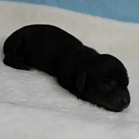 AKC Harleys Black & Tan Male Puppy 4, a male Miniature Dachshund for sale in Mount Olive, NC – 6 of 10