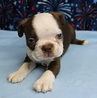AKC Zoey's Chocolate & White Male Puppy 3, a male Boston Terrier for sale in Mount Olive, NC – 10 of 10
