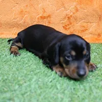 AKC Maggie's Black & Tan Female Puppy 1, a female Miniature Dachshund for sale in Mount Olive, NC – 6 of 10