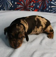 AKC Sallie's Black & Silver Dapple, Long Coat Male Puppy 4, a male Miniature Dachshund for sale in Mount Olive, NC – 3 of 10
