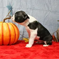 AKC Bubble's Black & White Male Puppy 2, a male Boston Terrier for sale in Mount Olive, NC – 5 of 10