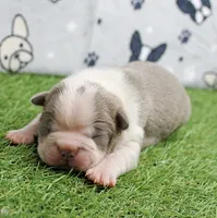 AKC Willow's Lilac & White Male Puppy 3, a male Boston Terrier for sale in Mount Olive, NC – 7 of 10