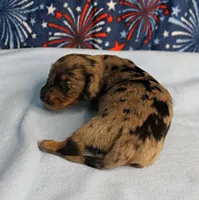 AKC Sallie's Black & Silver Dapple, Long Coat Female Puppy 3, a female Miniature Dachshund for sale in Mount Olive, NC – 5 of 10