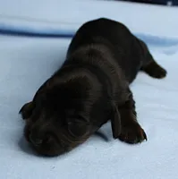 AKC Taylor's Black & Tan Male Puppy 3, a male Miniature Dachshund for sale in Mount Olive, NC – 4 of 10