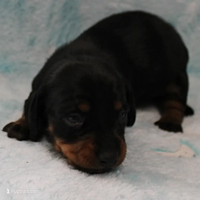 AKC Robin's Black & Tan Female Puppy 3 – Miniature Dachshund puppy for sale in Mount Olive, NC