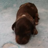 AKC Freckles Chocolate & Tan Dapple Female Puppy 5, a female Miniature Dachshund for sale in Mount Olive, NC – 4 of 10