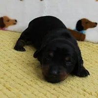 AKC Robin's Black & Tan Female Puppy 3, a female Miniature Dachshund for sale in Mount Olive, NC – 9 of 10