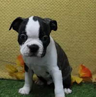 AKC Puddin's Black & White Brindle Male 2, a male Boston Terrier for sale in Mount Olive, NC – 2 of 7