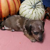 AKC Freckles Chocolate & Tan Dapple Female Puppy 5, a female Miniature Dachshund for sale in Mount Olive, NC – 8 of 10