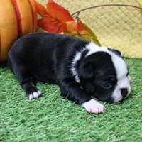 AKC Annie's Black & White Female Puppy 4, a female Boston Terrier for sale in Mount Olive, NC – 7 of 9