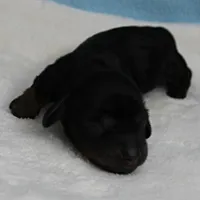 AKC Harleys Black & Tan Male Puppy 4, a male Miniature Dachshund for sale in Mount Olive, NC – 3 of 10