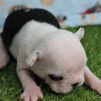 AKC Polly's White Face Female Puppy 3, a female Boston Terrier for sale in Mount Olive, NC – 7 of 10