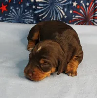 AKC Heidi's Chocolate & Tan Male Puppy 4, a male Miniature Dachshund for sale in Mount Olive, NC – 5 of 10