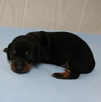 AKC Maggie's Black & Tan Male Puppy 4, a male Miniature Dachshund for sale in Mount Olive, NC – 1 of 10