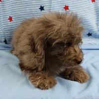 Twinkle's Chocolate Merle Male Puppy 4, a male Cockapoo for sale in Mount Olive, NC – 7 of 10