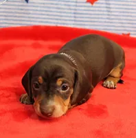 AKC Heidi's Chocolate & Tan Female Puppy 1, a female Miniature Dachshund for sale in Mount Olive, NC – 4 of 10