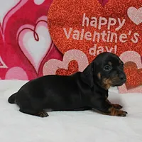 AKC Maggie's Blk&Tan Female 1, a female Miniature Dachshund for sale in Mount Olive, NC – Photo 4 of 7