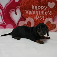 AKC Maggie's Blk&Tan Female 1, a female Miniature Dachshund for sale in Mount Olive, NC – Photo 2 of 7