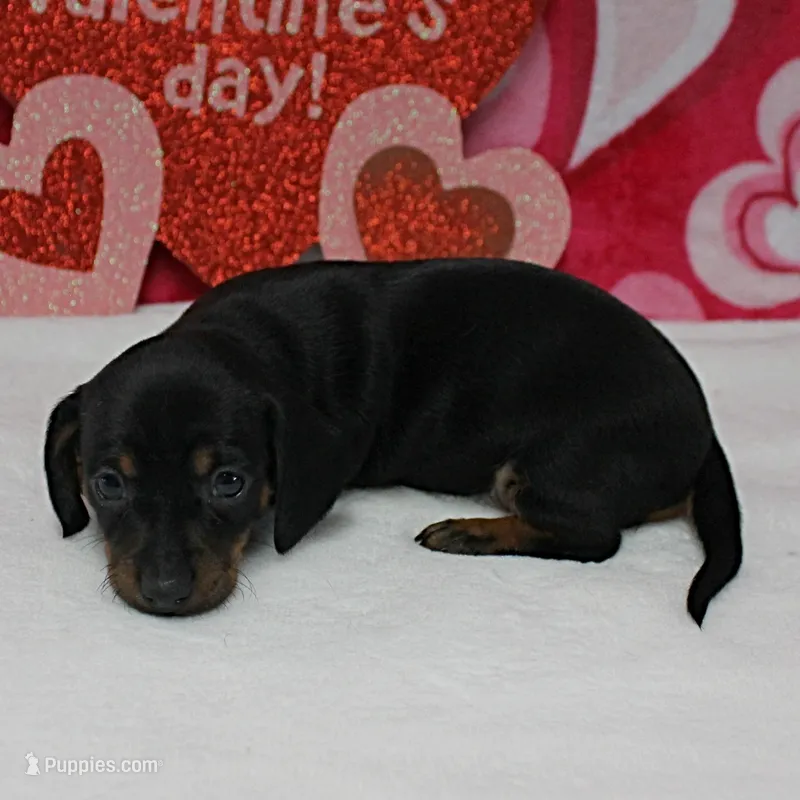 AKC Maggie's Blk&Tan Female 1