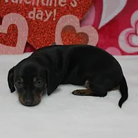 AKC Maggie's Blk&Tan Female 1, a female Miniature Dachshund for sale in Mount Olive, NC – Photo 1 of 7