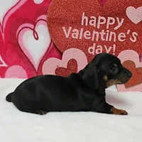 AKC Maggie's Blk&Tan Female 1, a female Miniature Dachshund for sale in Mount Olive, NC – Photo 3 of 7
