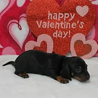 AKC Maggie's Blk&Tan Female 1, a female Miniature Dachshund for sale in Mount Olive, NC – Photo 7 of 7
