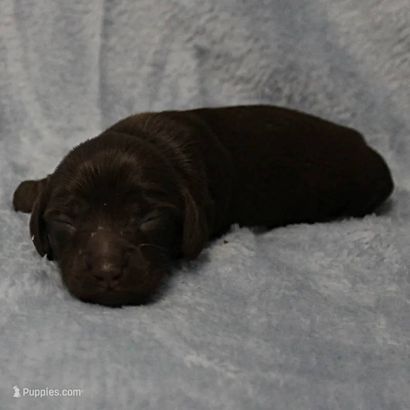 AKC Mae Mae's Chocolate Female Puppy 1 – Miniature Dachshund puppy for sale in Mount Olive, NC