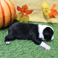  AKC Annie's Black & White Female Puppy 2, a female Boston Terrier for sale in Mount Olive, NC – 4 of 8