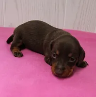 AKC Maggie's Chocolate & Tan Female Puppy 2, a female Miniature Dachshund for sale in Mount Olive, NC – 6 of 10