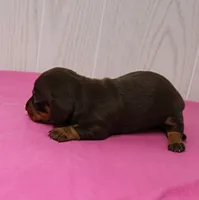 AKC Maggie's Chocolate & Tan Female Puppy 2, a female Miniature Dachshund for sale in Mount Olive, NC – 8 of 10