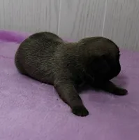  AKC Sandy's FawnMale Puppy 1, a male Pug for sale in Mount Olive, NC – 3 of 10
