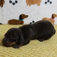 AKC Robin's Chocolate & Tan Male Puppy 5, a male Miniature Dachshund for sale in Mount Olive, NC – 10 of 10