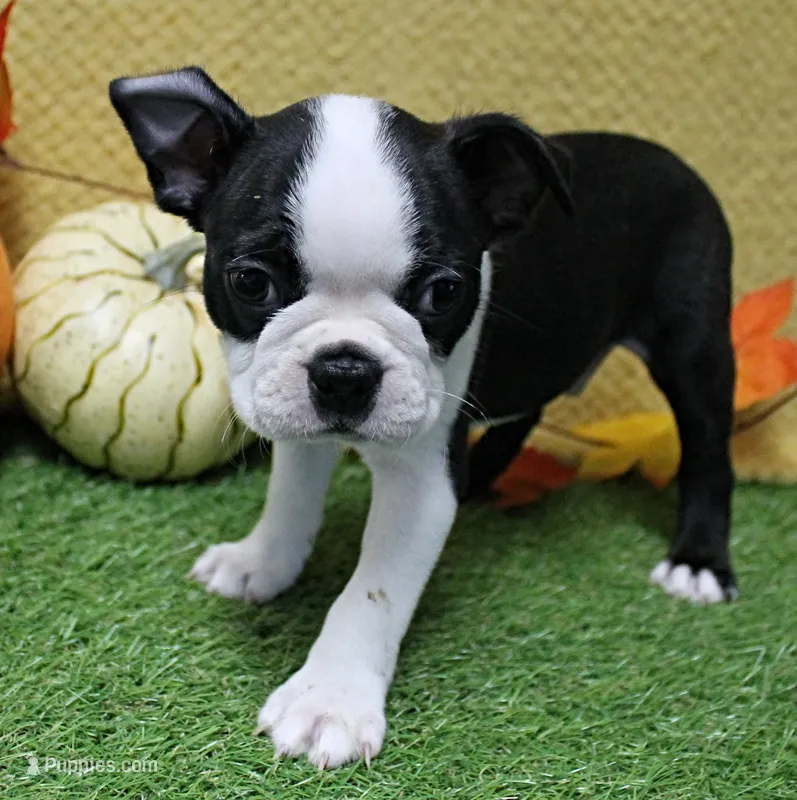 AKC Lula's Black & White Male Puppy 1 – Boston Terrier puppy for sale in Mount Olive, NC