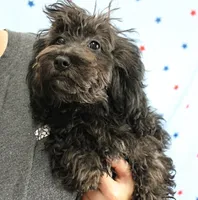 Tinker's Black Female Puppy 1, a female Cockapoo for sale in Mount Olive, NC – 4 of 9