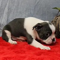 AKC Bubble's Blue & White Male Puppy 3, a male Boston Terrier for sale in Mount Olive, NC – 7 of 10