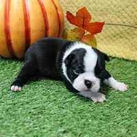  AKC Annie's Black & White Female Puppy 2, a female Boston Terrier for sale in Mount Olive, NC – 6 of 8
