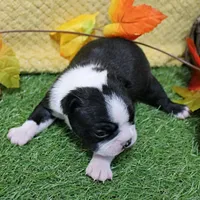 AKC Annie's Black & White Male Puppy 6, a male Boston Terrier for sale in Mount Olive, NC – 4 of 10