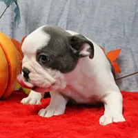 AKC Lula's Blue & White Male Puppy 2, a male Boston Terrier for sale in Mount Olive, NC – 6 of 10