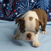 Zoey's Seal & White Male Puppy 4, a male Boston Terrier for sale in Mount Olive, NC – 8 of 9