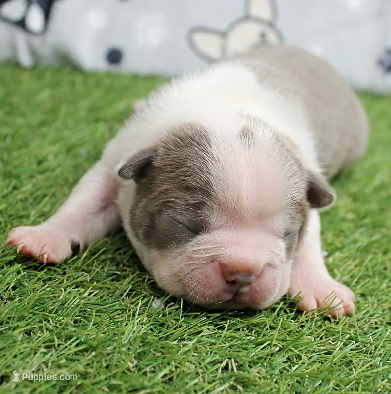 AKC Willow's Lilac & White Male Puppy 3 – Boston Terrier puppy for sale in Mount Olive, NC