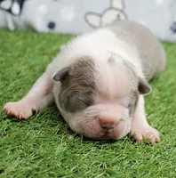 AKC Willow's Lilac & White Male Puppy 3, a male Boston Terrier for sale in Mount Olive, NC – 1 of 10