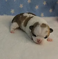 Angel's Fawn Sable on White/Party Male Puppy 1, a male Chihuahua for sale in Mount Olive, NC – 8 of 10