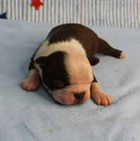 AKC Zoe's Chocolate & White Male Puppy 3, a male Boston Terrier for sale in Mount Olive, NC – 7 of 10