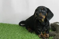 AKC Maggie's Black & Tan Male Puppy 3, a male Miniature Dachshund for sale in Mount Olive, NC – 6 of 10