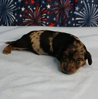 AKC Sallie's Black & Silver Dapple, Long Coat Male Puppy 4, a male Miniature Dachshund for sale in Mount Olive, NC – 7 of 10