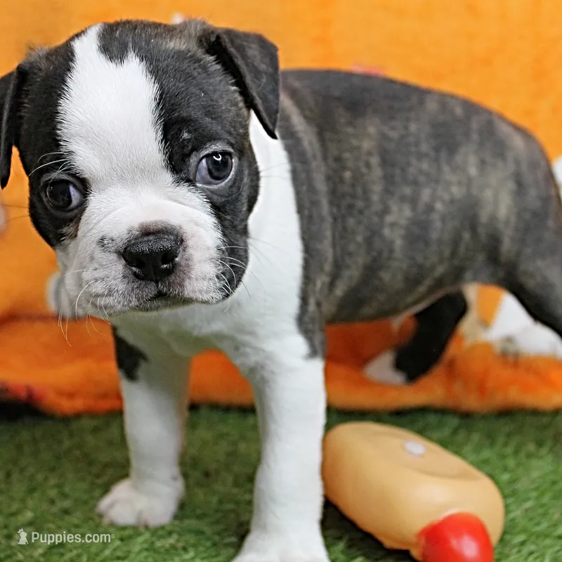 AKC Puddin's Black & White Brindle Male 2 – Boston Terrier puppy for sale in Mount Olive, NC