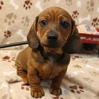 Harley's Red Male Puppy 3, a male Miniature Dachshund for sale in Mount Olive, NC – Photo 1 of 10