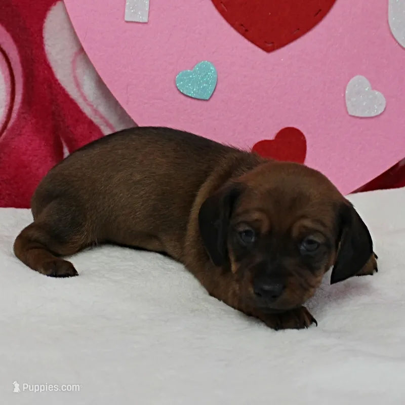 Harley's Red Male Puppy 3