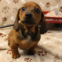Harley's Red Male Puppy 3, a male Miniature Dachshund for sale in Mount Olive, NC – Photo 5 of 10